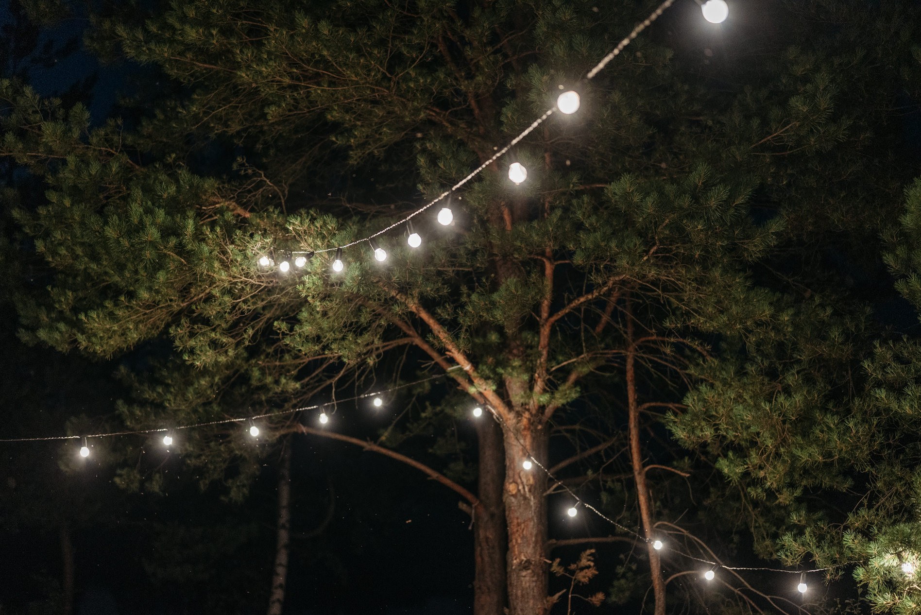 String Lights on Tree during Night Time